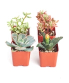 Assorted mini succulent collection from Shop Succulents featuring small, vibrant succulents in a variety of shapes and colors.