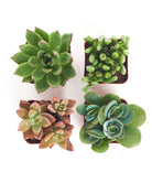 Assorted mini succulent collection from Shop Succulents featuring small, vibrant potted succulents in various shapes and colors.