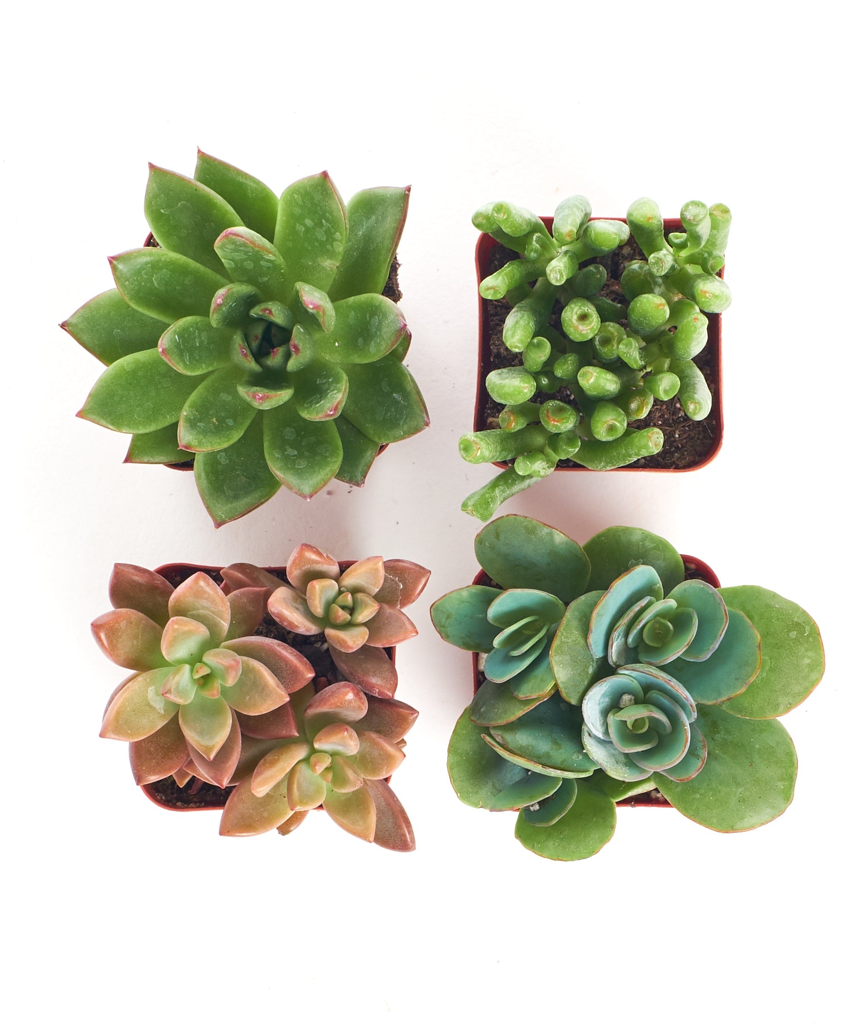 Assorted mini succulent collection from Shop Succulents featuring small, vibrant potted succulents in various shapes and colors.