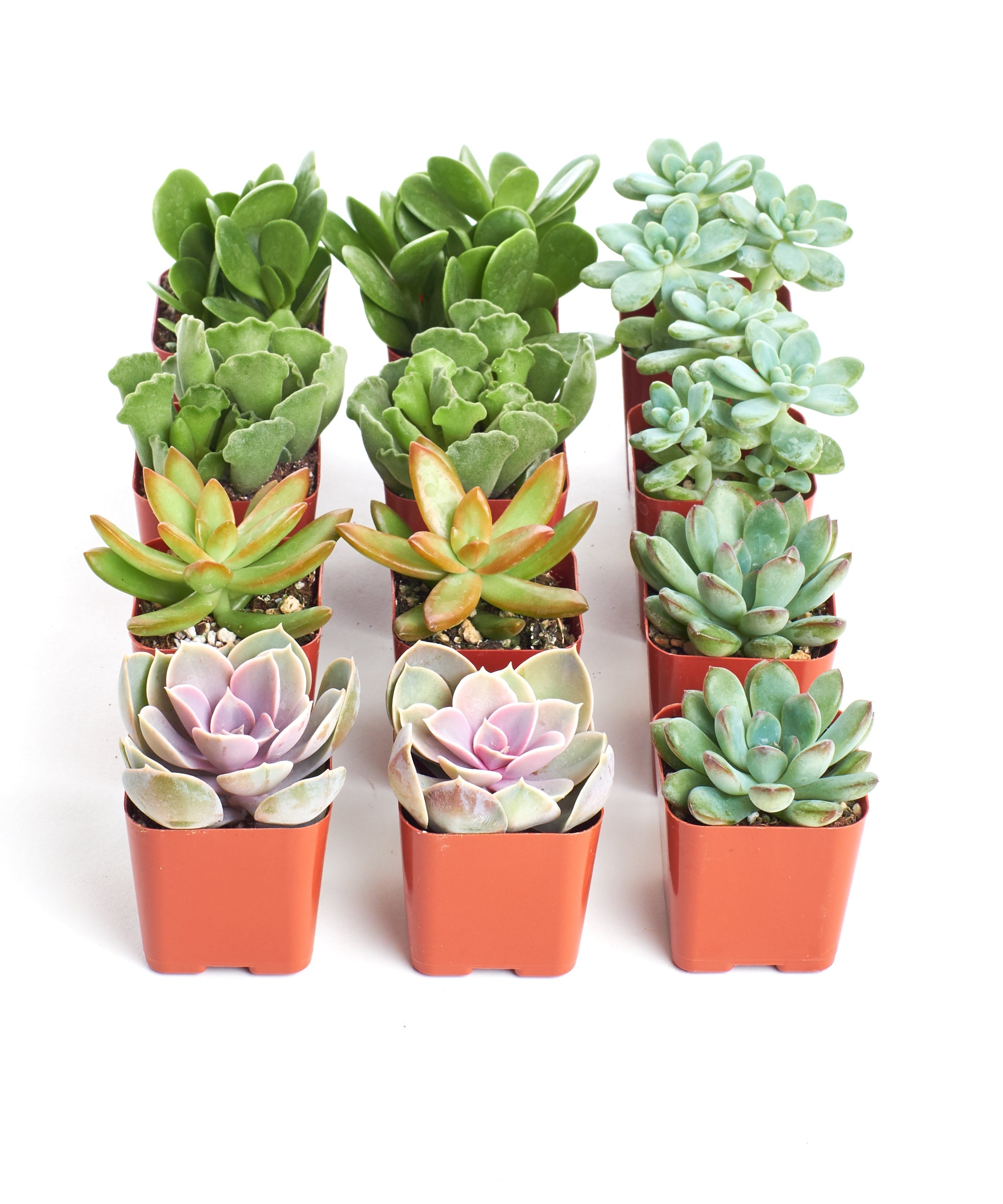 Assorted mini succulent collection featuring four small potted succulents from Shop Succulents, perfect for tabletop decor.