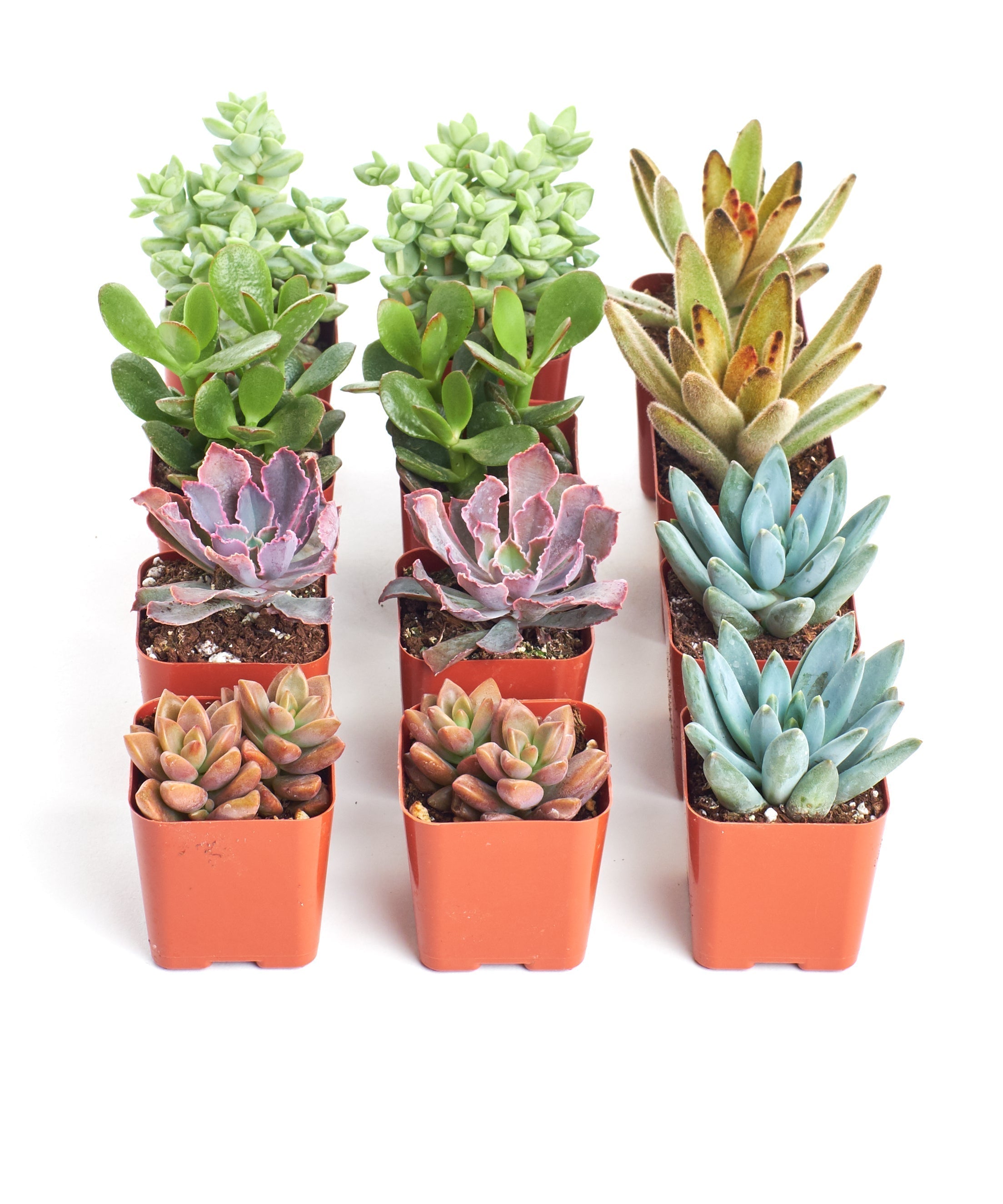 Assorted mini succulent collection featuring four small potted succulents from Shop Succulents, ideal for indoor decor.