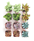 Assorted mini succulent collection featuring four small, vibrant succulents in decorative pots, ideal for tabletop display.
