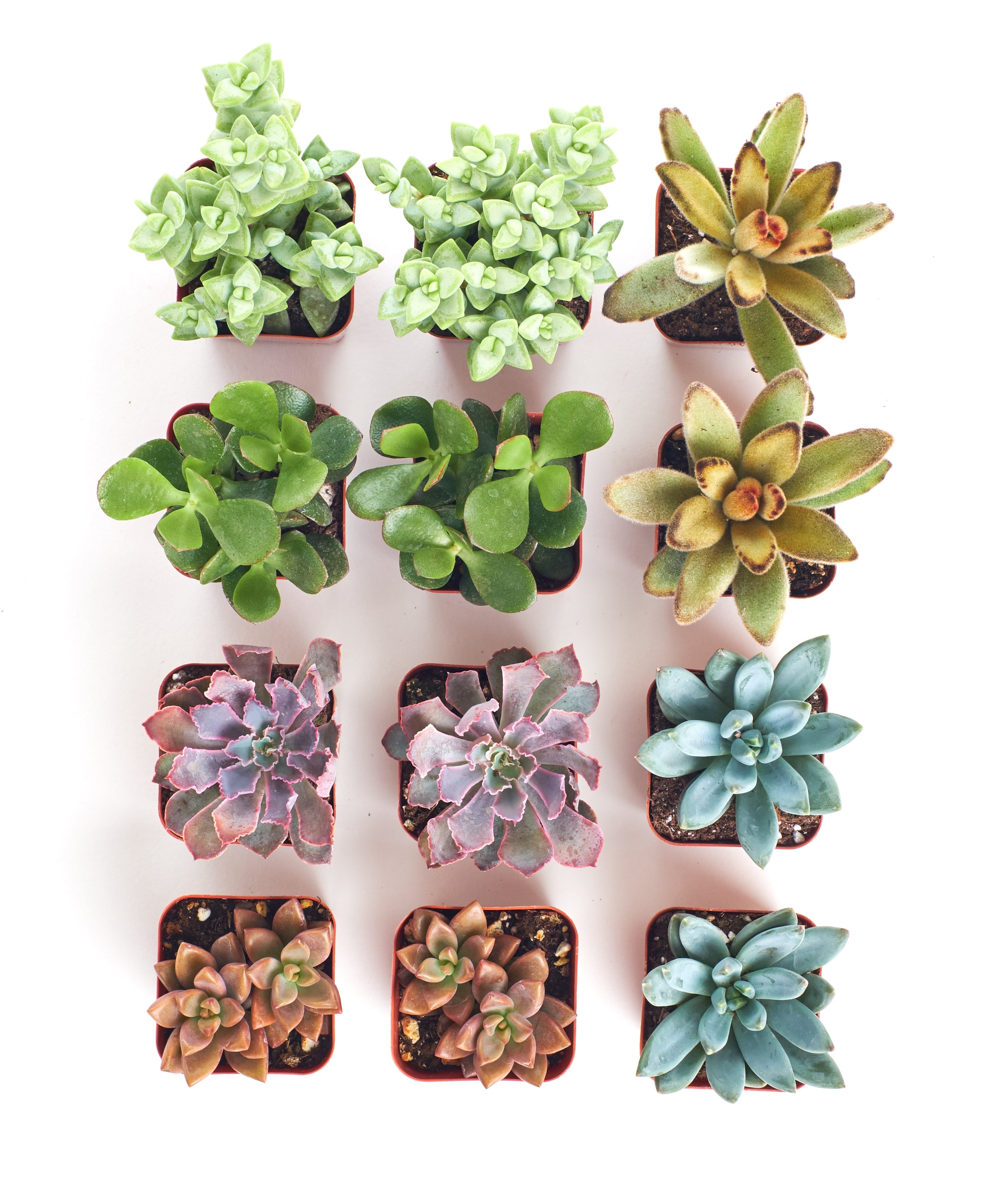 Assorted mini succulent collection featuring four small, vibrant succulents in decorative pots, ideal for tabletop display.