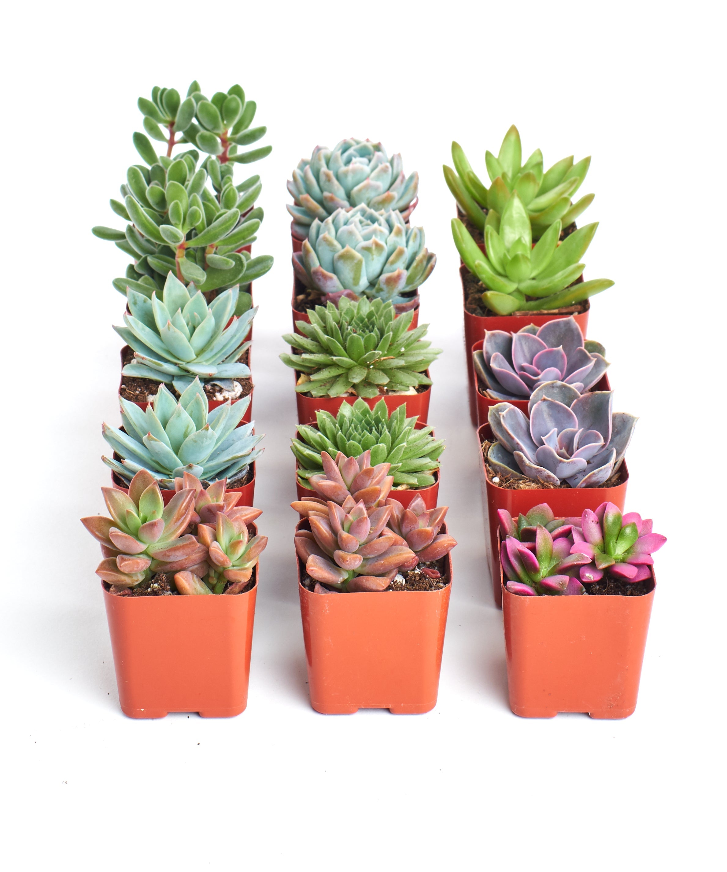 Assorted mini succulent collection featuring four small potted succulents from Shop Succulents.