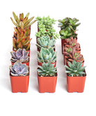 Assorted mini succulent collection featuring four small succulents in decorative pots, perfect for indoor or outdoor display.