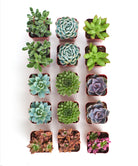 Assorted mini succulent collection with four small potted succulents from Shop Succulents on a white background.