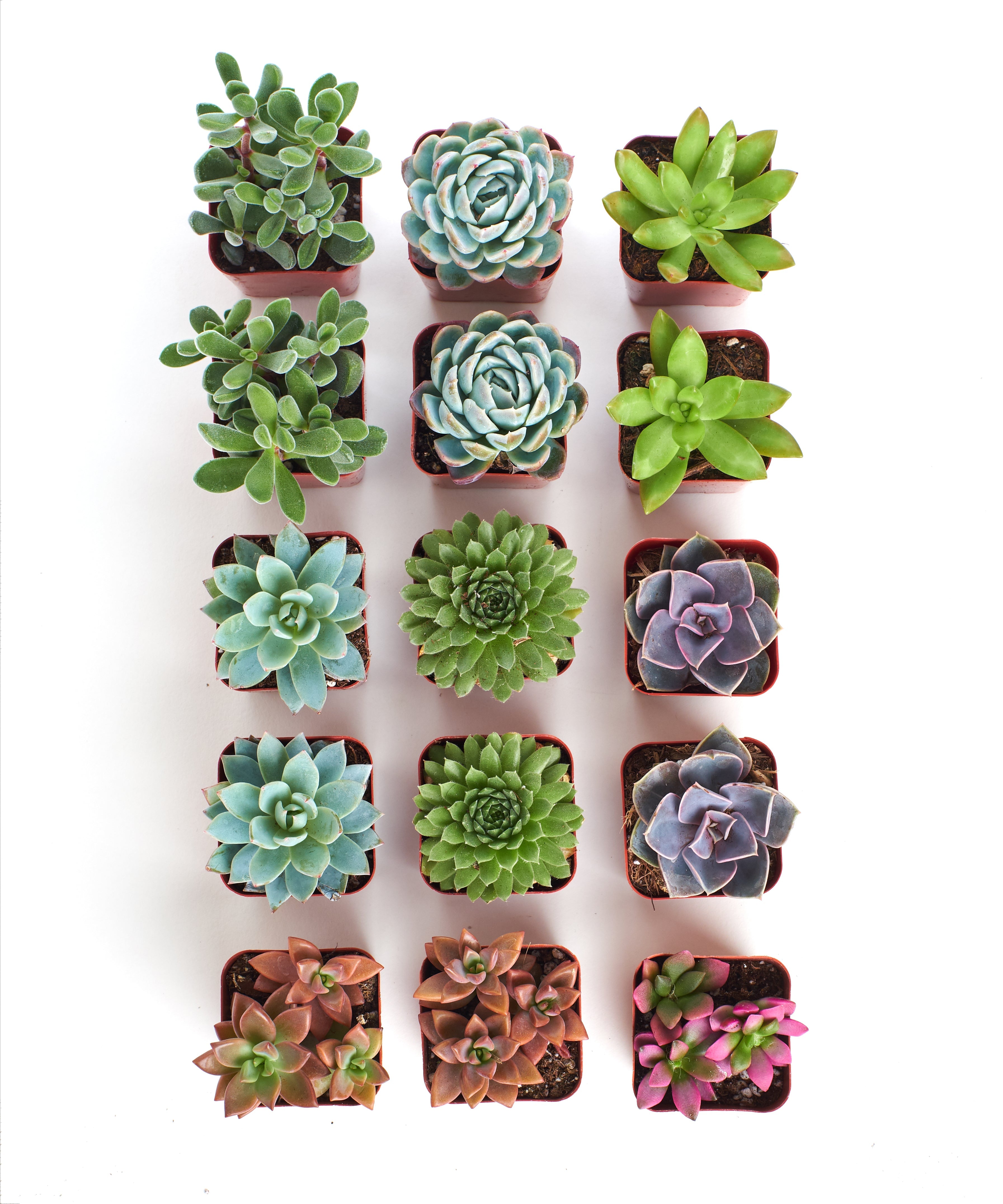 Assorted mini succulent collection with four small potted succulents from Shop Succulents on a white background.