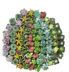 Assorted mini succulent collection featuring four different small succulents in individual pots, perfect for indoor decor.