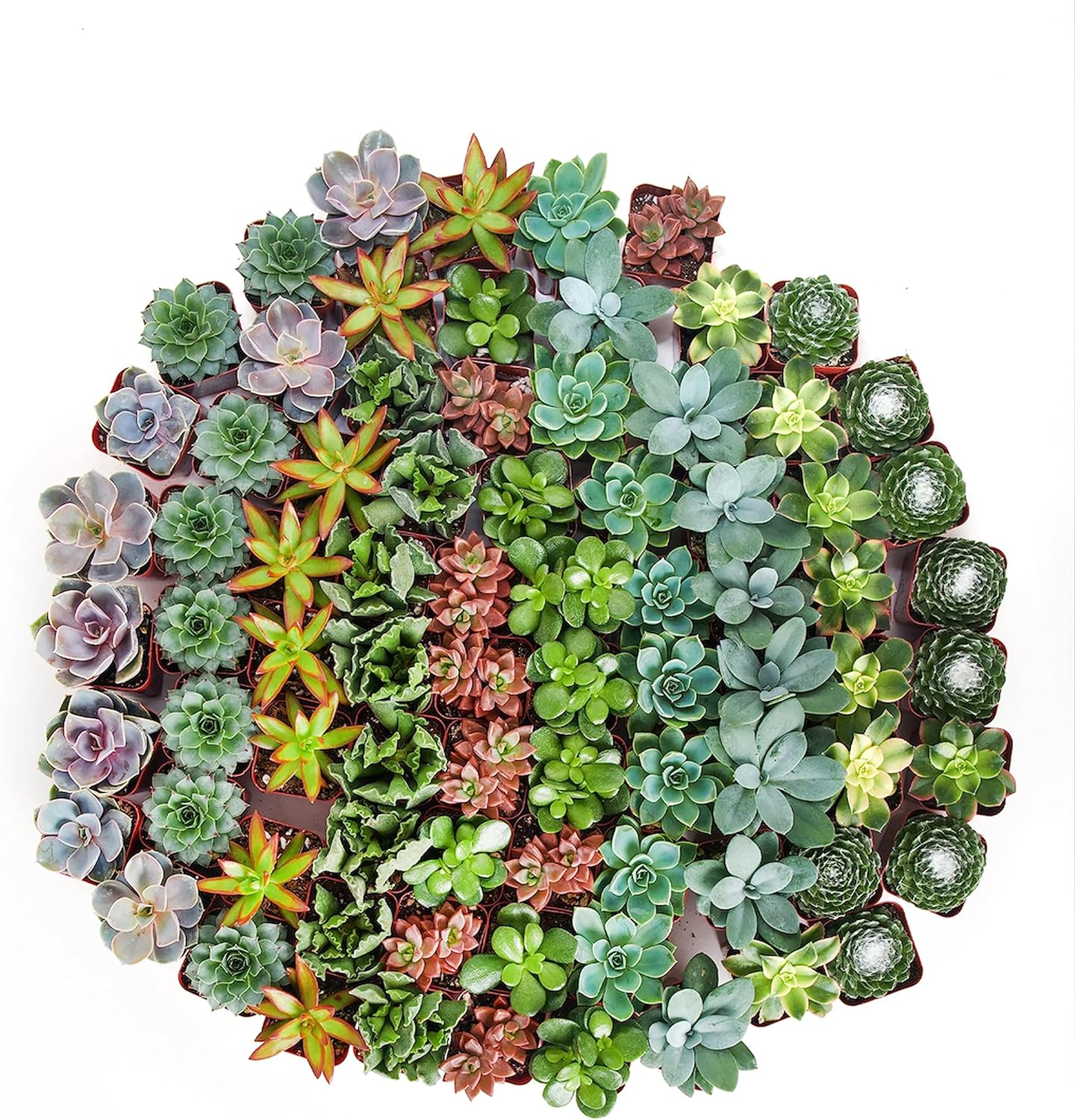 Assorted mini succulent collection featuring four different small succulents in individual pots, perfect for indoor decor.