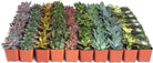 Assorted mini succulent collection featuring four small potted succulents from Shop Succulents, with various shapes and green hues.