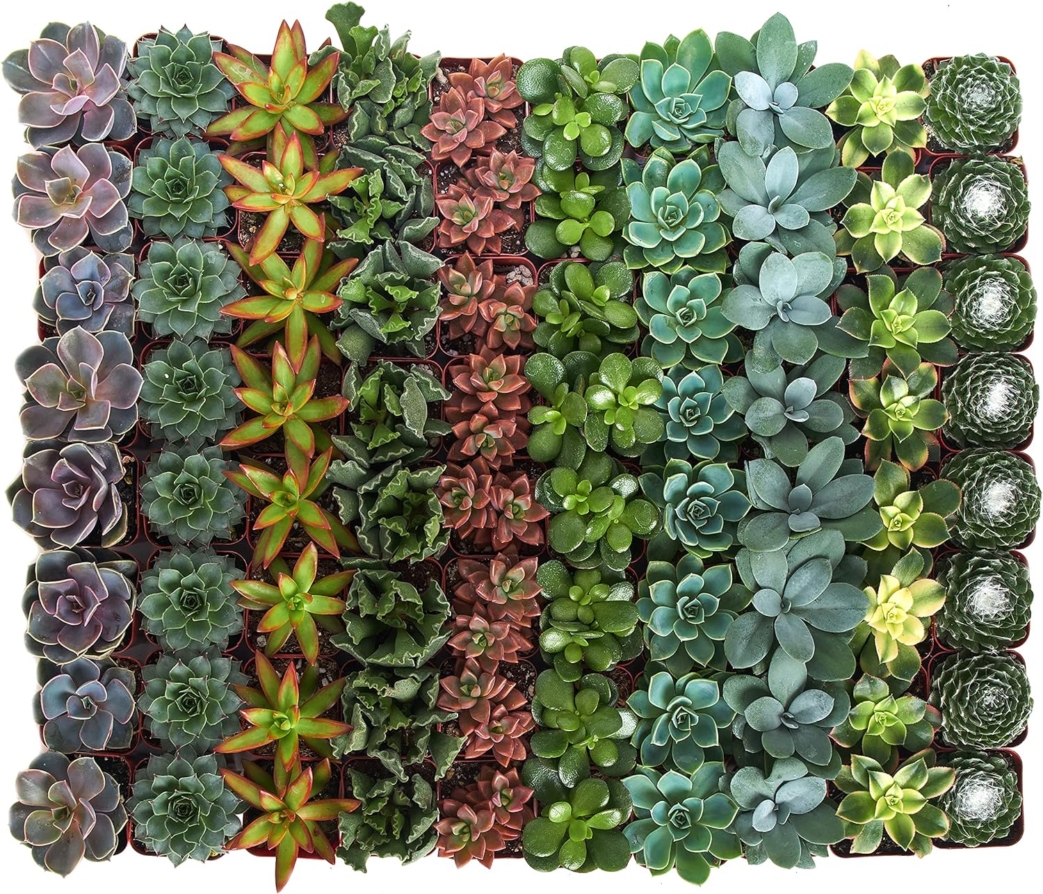 Assorted mini succulent collection featuring small, colorful succulents in decorative pots from Shop Succulents.