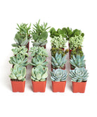 Blue and green mini succulents from Shop Succulents collection, small potted succulent plants with vibrant foliage.