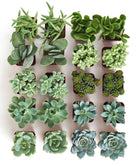 Blue and green mini succulents from Shop Succulents in a 4-pack, showcasing vibrant, compact succulent plants on a white background.