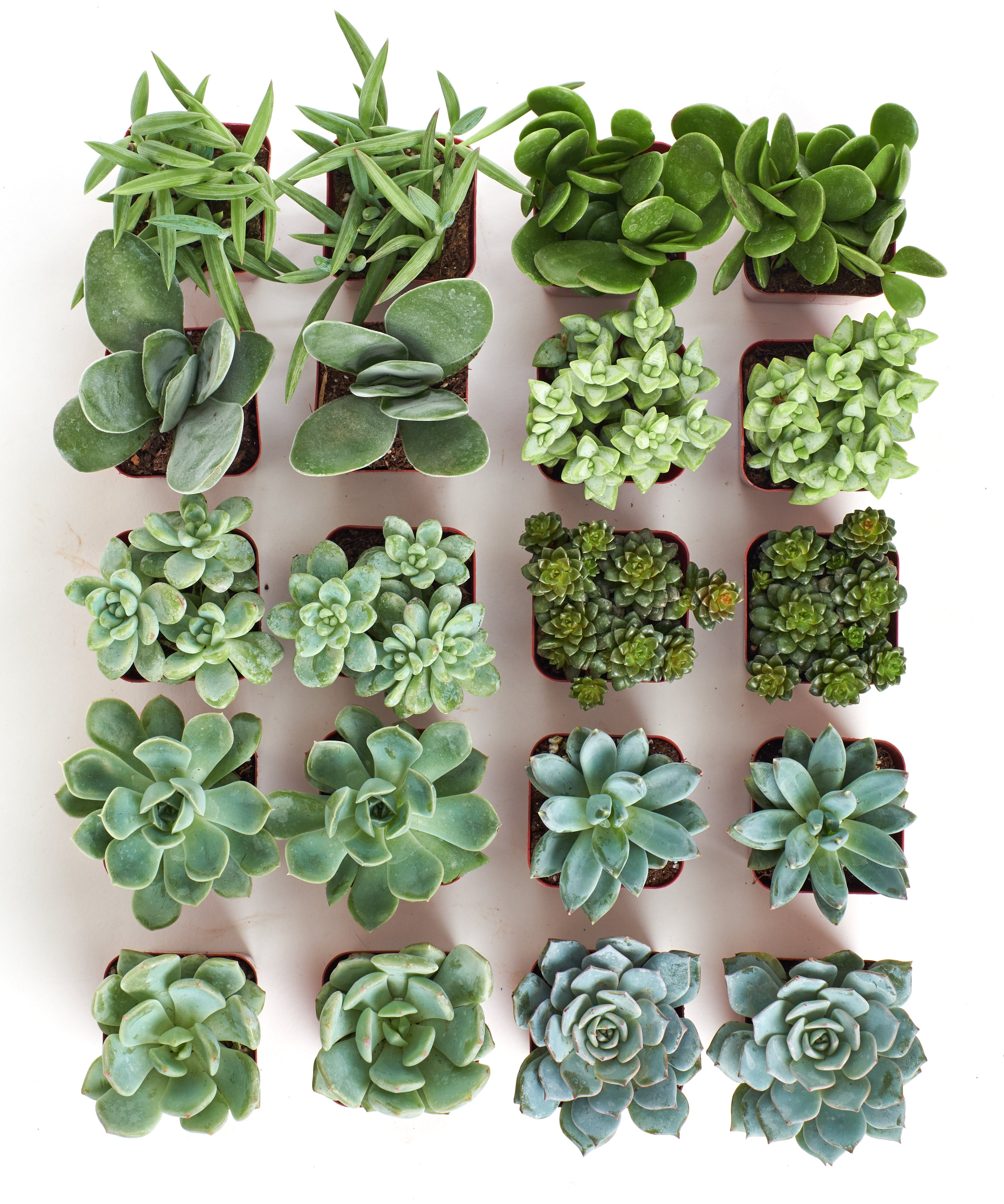 Blue and green mini succulents from Shop Succulents in a 4-pack, showcasing vibrant, compact succulent plants on a white background.