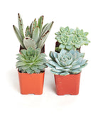 Set of four blue and green mini succulents from Shop Succulents, displayed in small pots, perfect for tabletop decor.