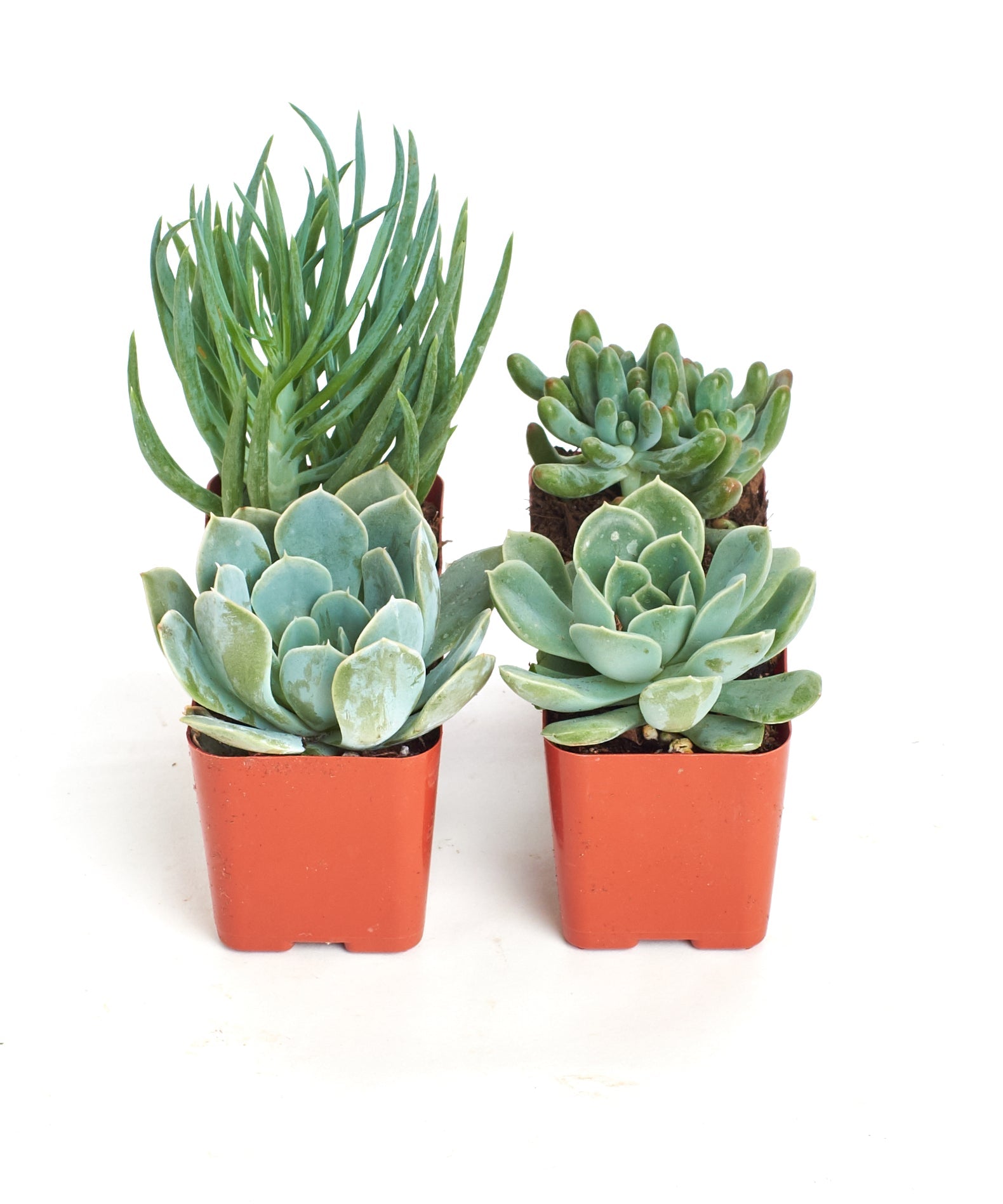 Set of four blue and green mini succulents from Shop Succulents collection, showcasing vibrant, healthy succulent plants.