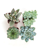 Blue and green mini succulents from Shop Succulents' collection in small pots, showcasing vibrant foliage and compact growth.