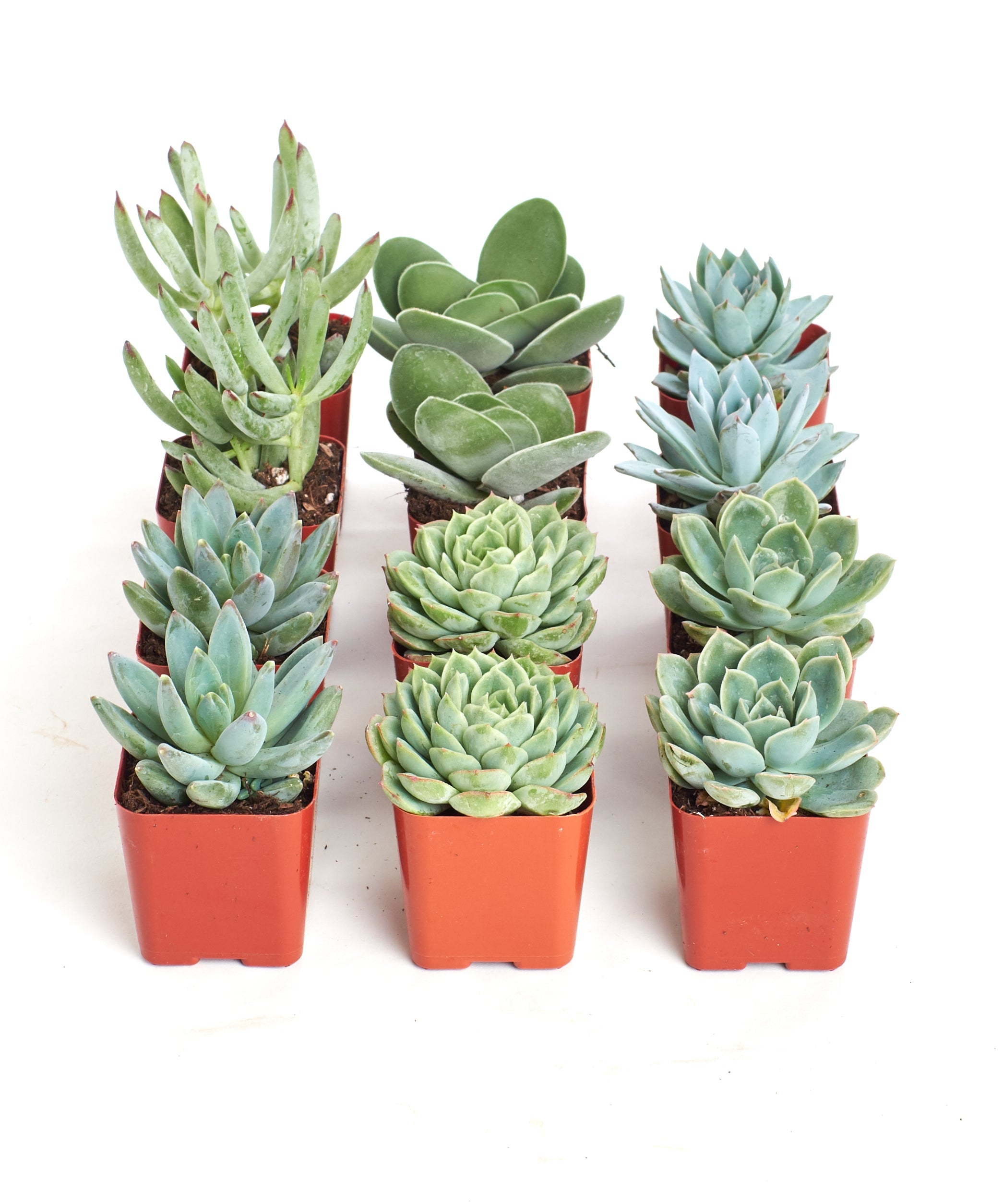 Blue and green mini succulent collection featuring four small potted succulents from Shop Succulents.