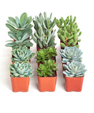 Blue and green mini succulent collection from Shop Succulents, featuring four small potted succulents with vibrant foliage.