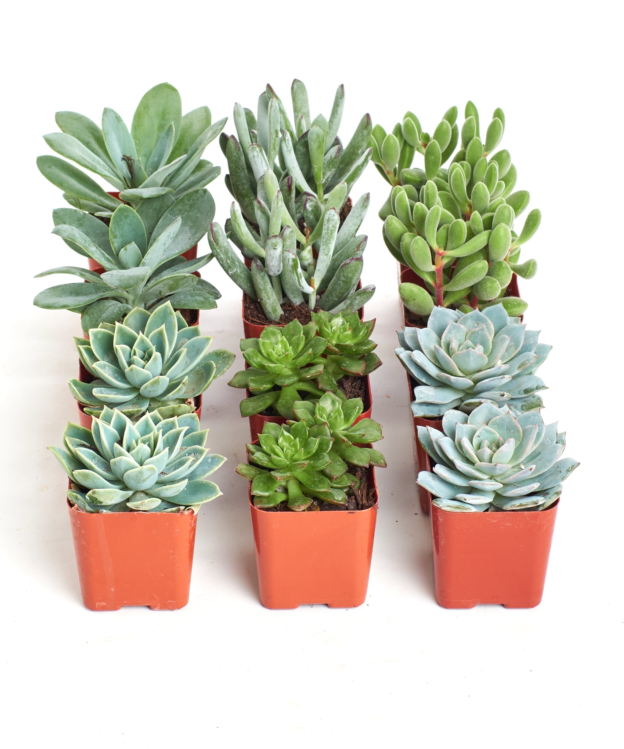 Blue and green mini succulent collection from Shop Succulents, featuring four small potted succulents with vibrant foliage.
