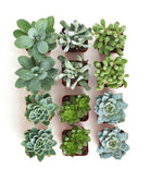 Blue and green mini succulent collection featuring four small potted succulents from Shop Succulents, perfect for tabletop decor.