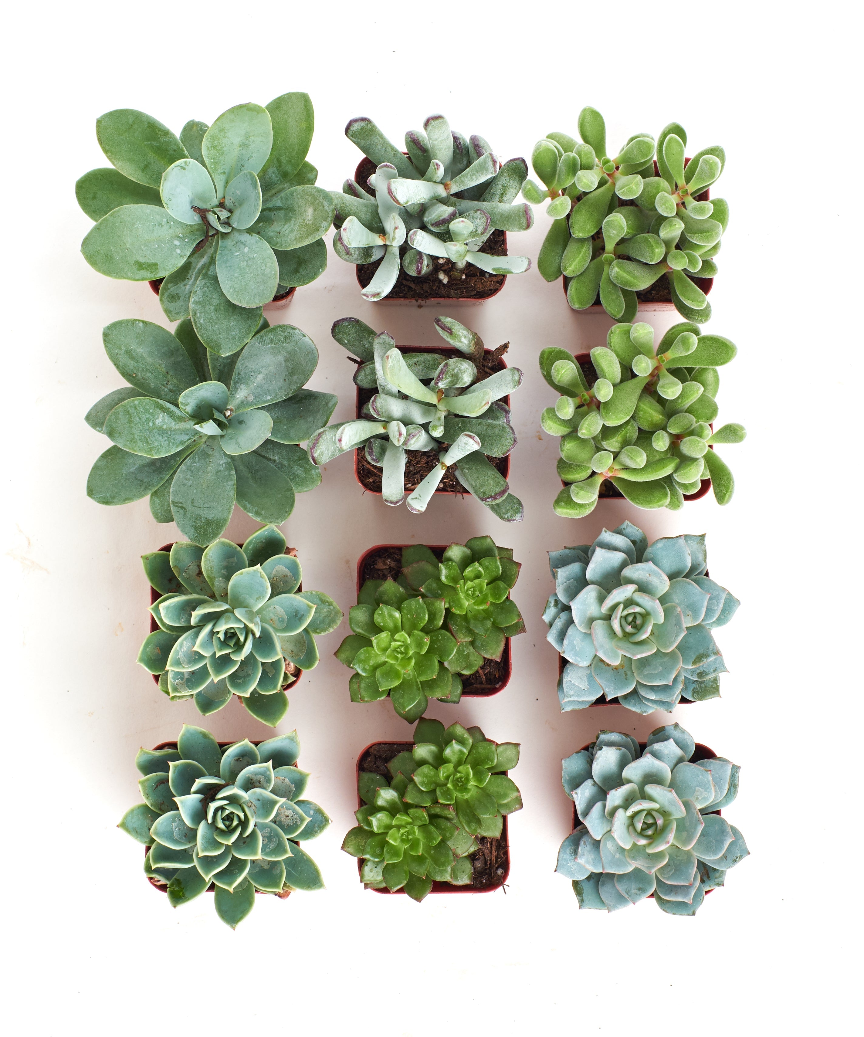 Blue and green mini succulent collection featuring four small potted succulents from Shop Succulents, perfect for tabletop decor.