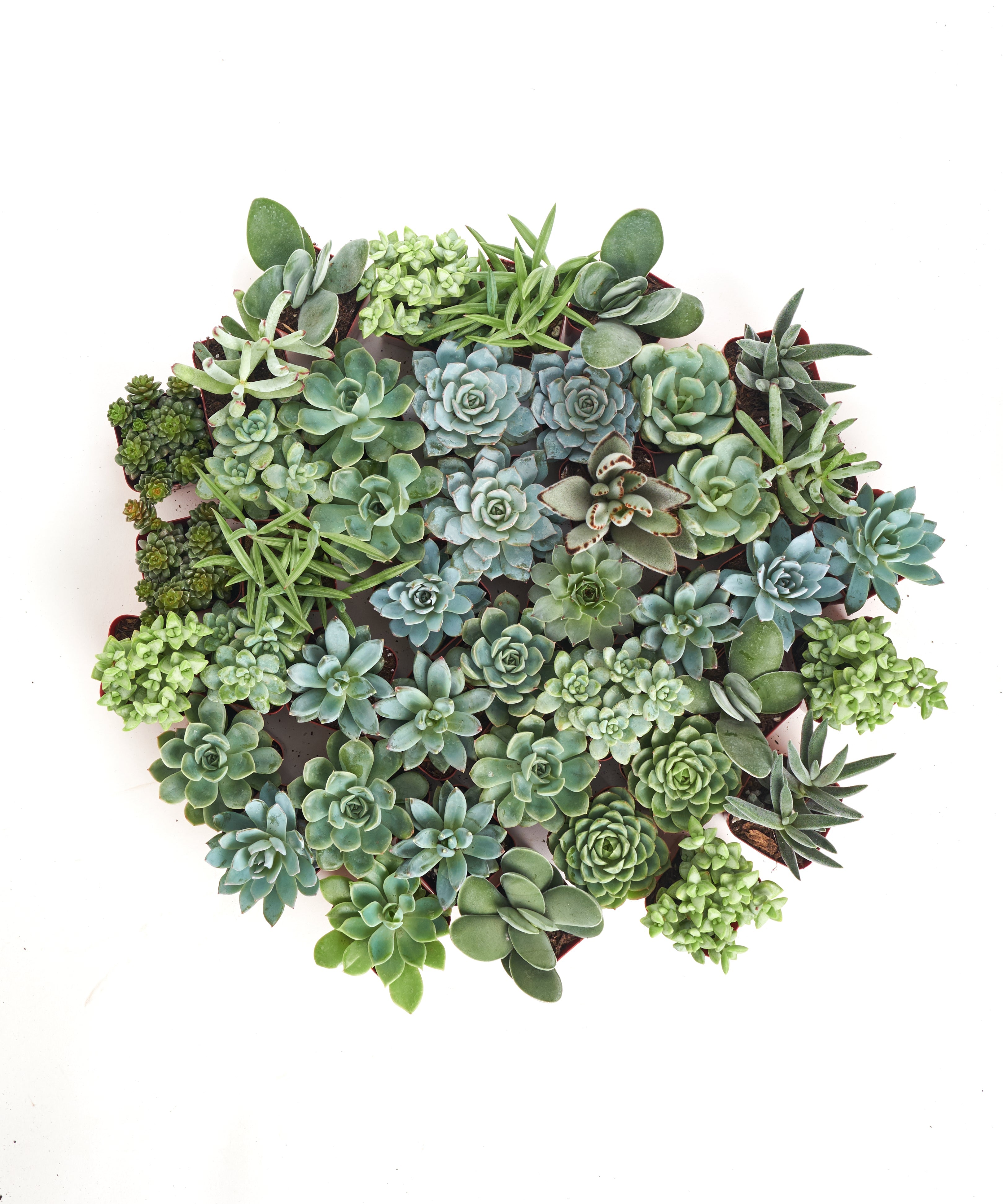 Blue and green mini succulents from Shop Succulents' collection, displayed in small pots with vibrant foliage.