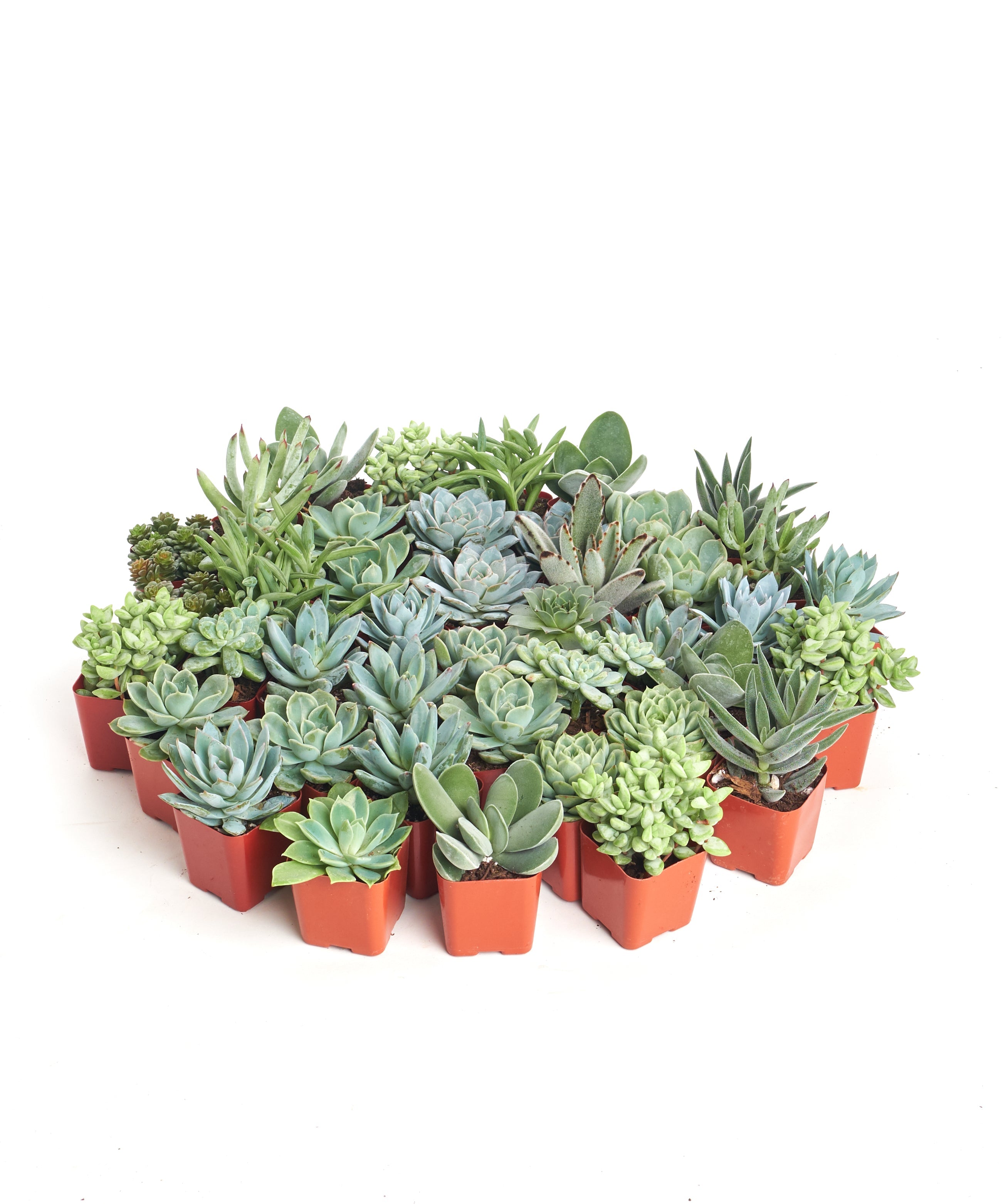 Set of four blue and green mini succulents from Shop Succulents in small pots, showcasing vibrant, textured succulent plants.