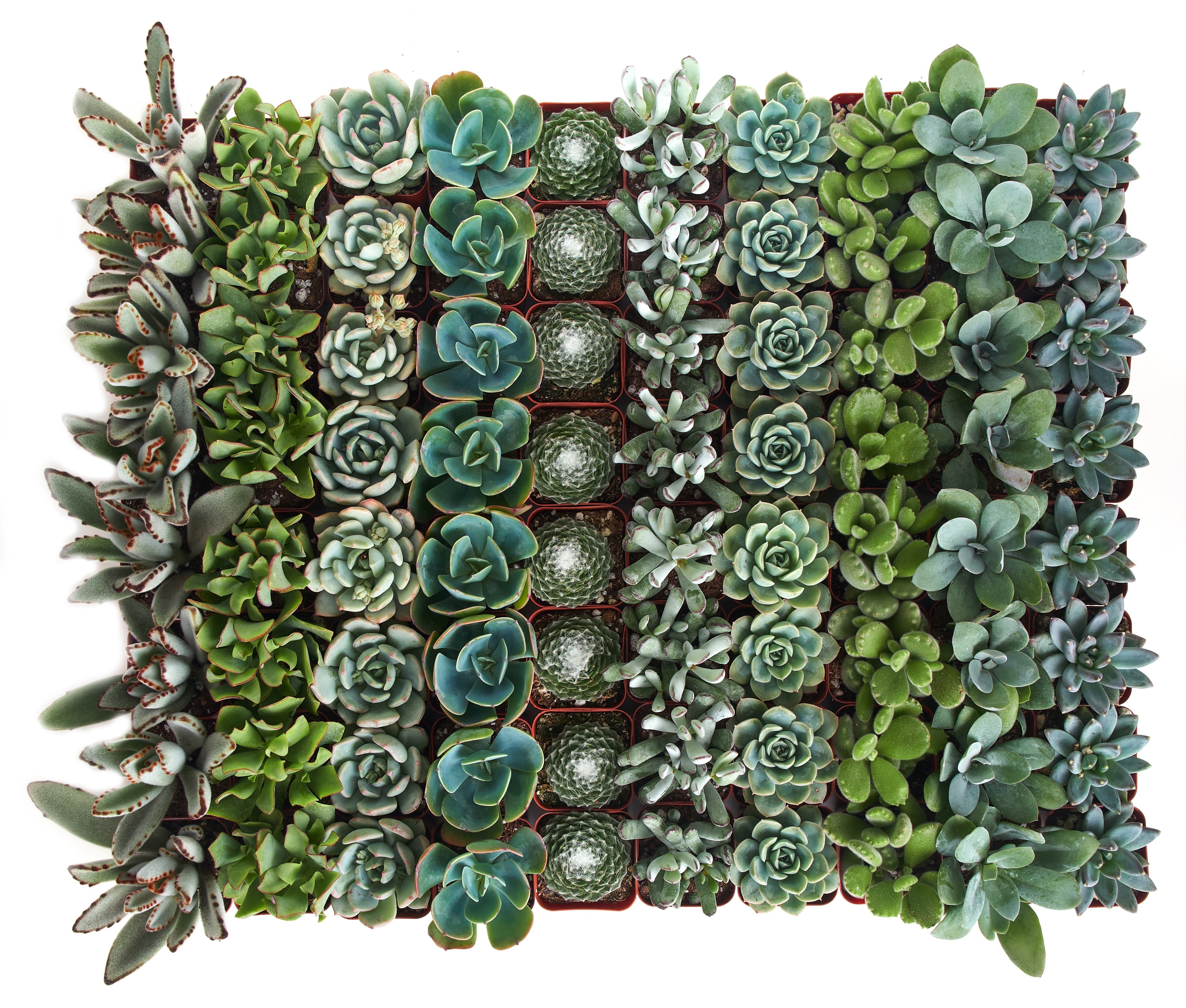 Mini succulent collection featuring blue and green succulents in small pots, from Shop Succulents.