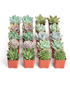 Four rosette-shaped succulents from Shop Succulents' collection, featuring vibrant green and reddish hues in a natural arrangement.