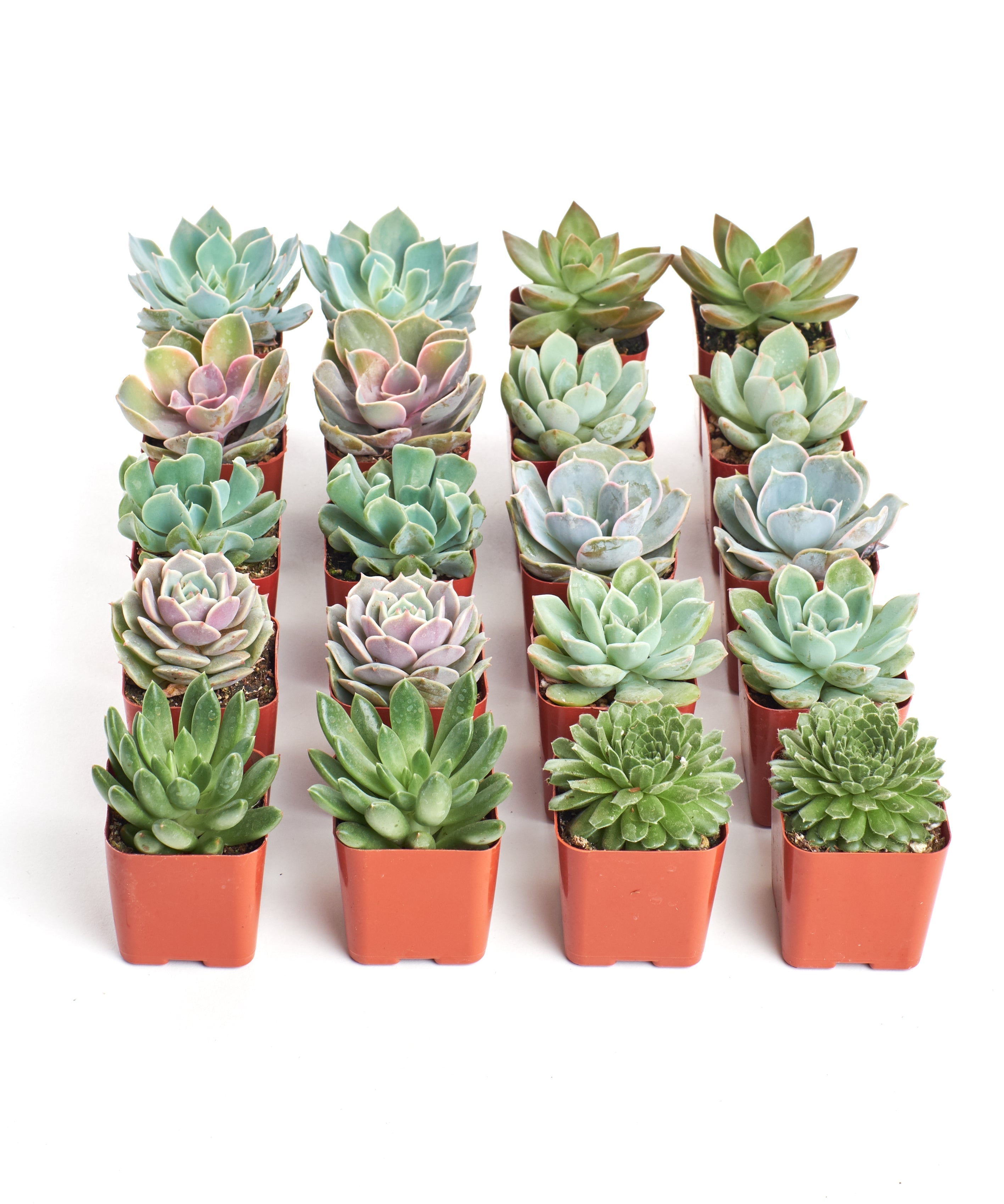 Four rosette-shaped succulents from Shop Succulents' collection, featuring vibrant green and reddish hues in a natural arrangement.