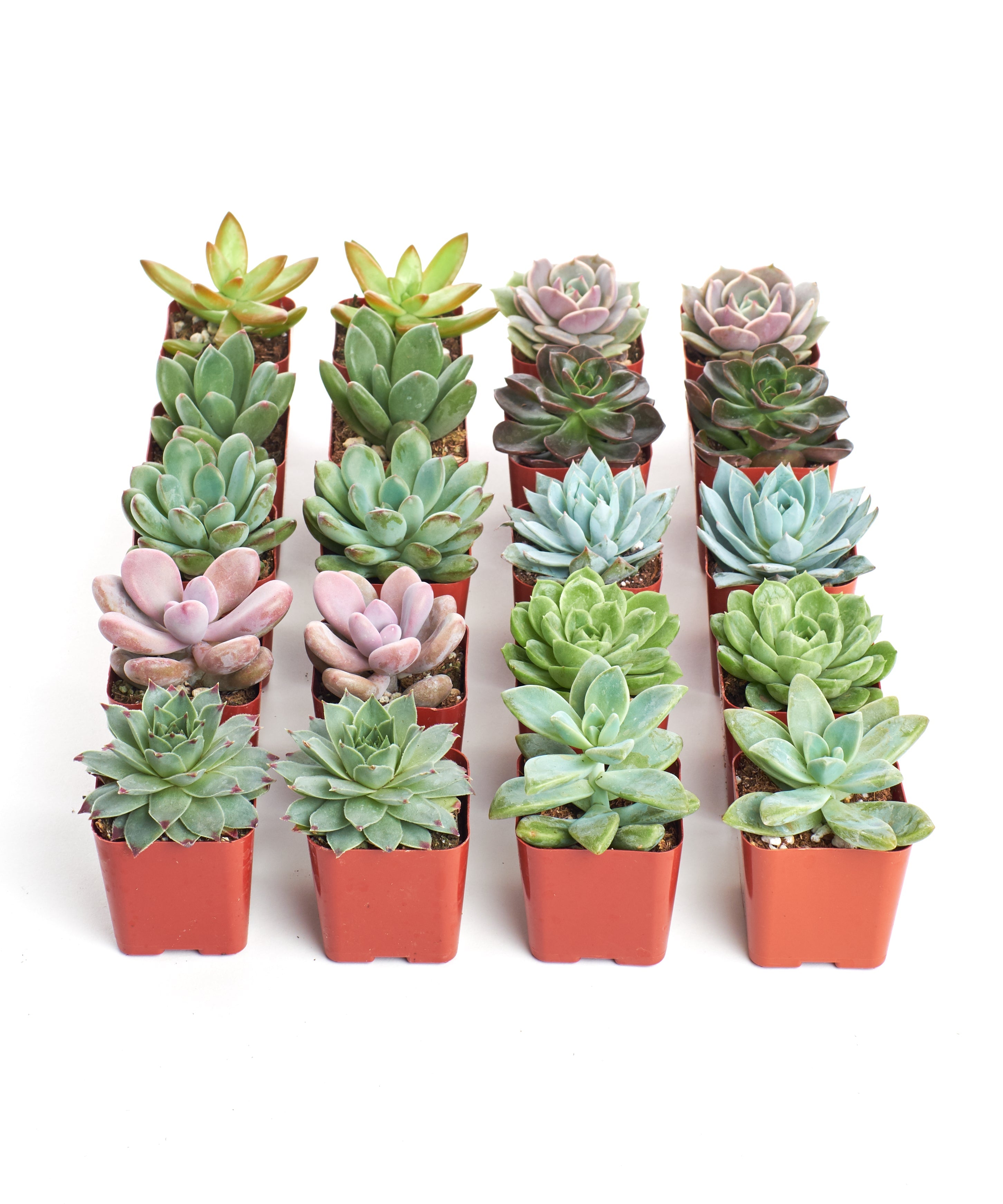 Four rosette-shaped succulents from the Shop Succulents Rosette Succulent Collection, showcasing lush green and compact plant forms.