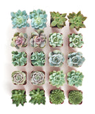 Four rosette-shaped succulents from the Shop Succulents Rosette Succulent Collection, showcasing green and reddish tones.