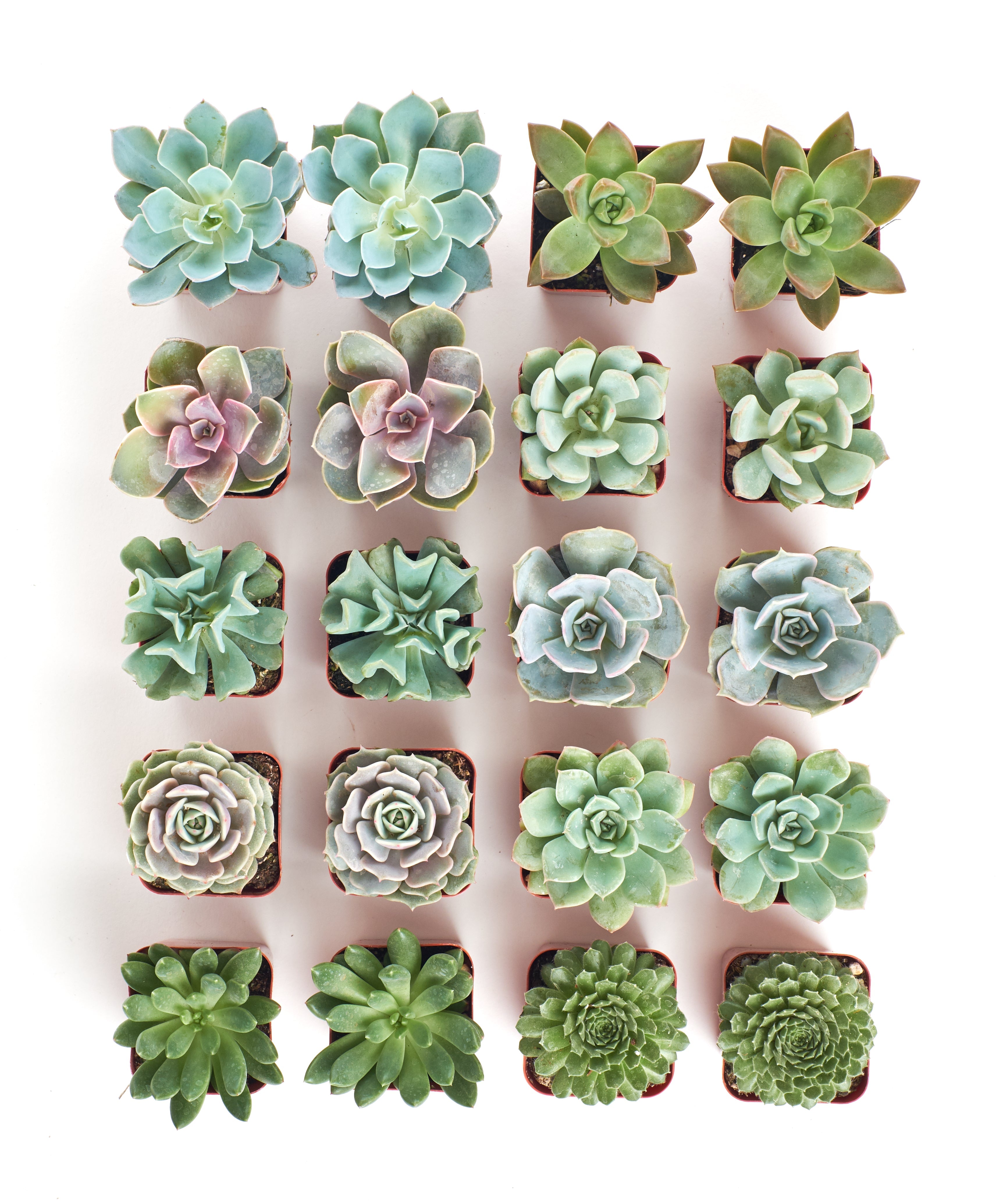 Four rosette-shaped succulents from the Shop Succulents Rosette Succulent Collection, showcasing green and reddish tones.