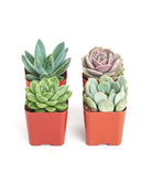 Four rosette-shaped succulents from the Shop Succulents Rosette Succulent Collection, showcasing vibrant green, compact plant varieties.