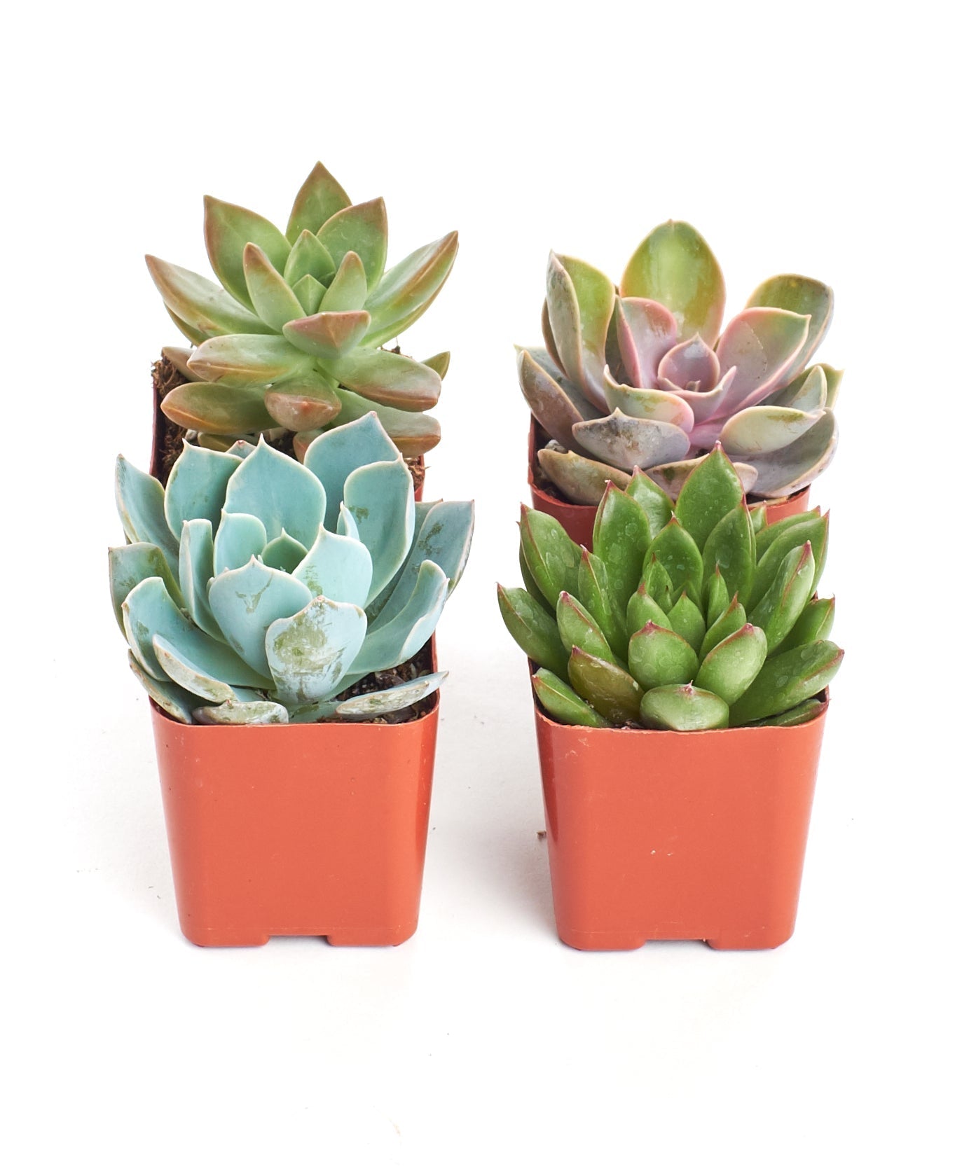 Four rosette-shaped succulents from the Shop Succulents Rosette Succulent Collection, showcasing vibrant green and rosette growth patterns.