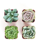 Four rosette-shaped succulents from the Shop Succulents collection, featuring vibrant green leaves and compact growth.