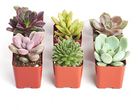 Four rosette-shaped succulents from Shop Succulents' collection, featuring vibrant green and textured leaves.