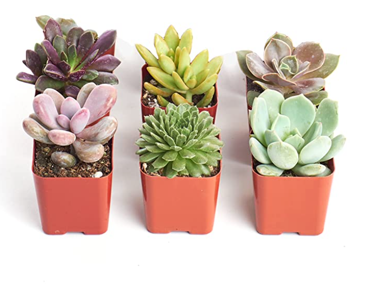 Four rosette-shaped succulents from Shop Succulents' collection, featuring vibrant green and textured leaves.