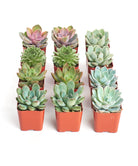 Four rosette-shaped succulents in a collection from Shop Succulents, showcasing vibrant green and textured leaves.