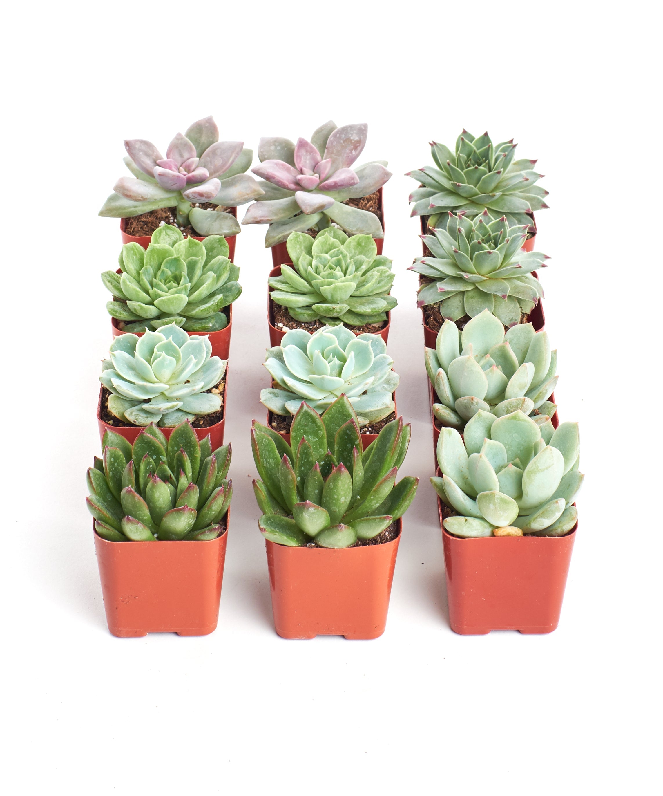 Four rosette-shaped succulents from the Shop Succulents Rosette Succulent Collection in vibrant green and purple hues.