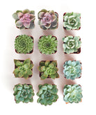 Four rosette-shaped succulents from the Shop Succulents Rosette Succulent Collection, featuring vibrant green and purple leaves.
