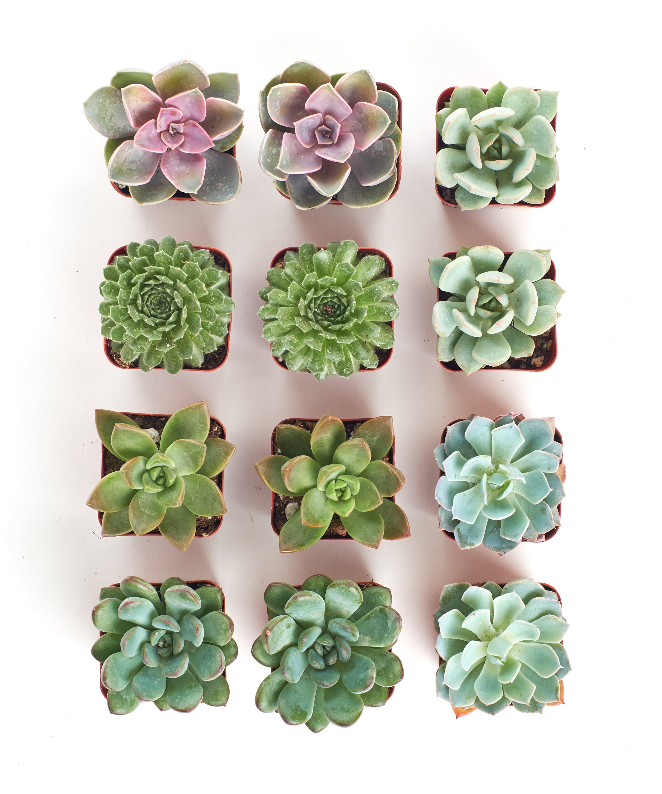 Four rosette-shaped succulents from the Shop Succulents Rosette Succulent Collection, featuring vibrant green and purple leaves.