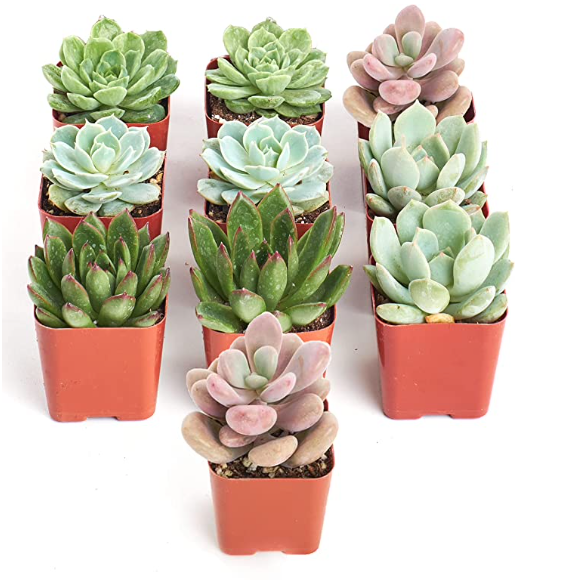 Four rosette-shaped succulents from Shop Succulents' Rosette Succulent Collection, showcasing vibrant green and pink hues.