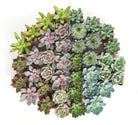 Four rosette-shaped succulents from Shop Succulents' collection, featuring vibrant green and textured leaves.