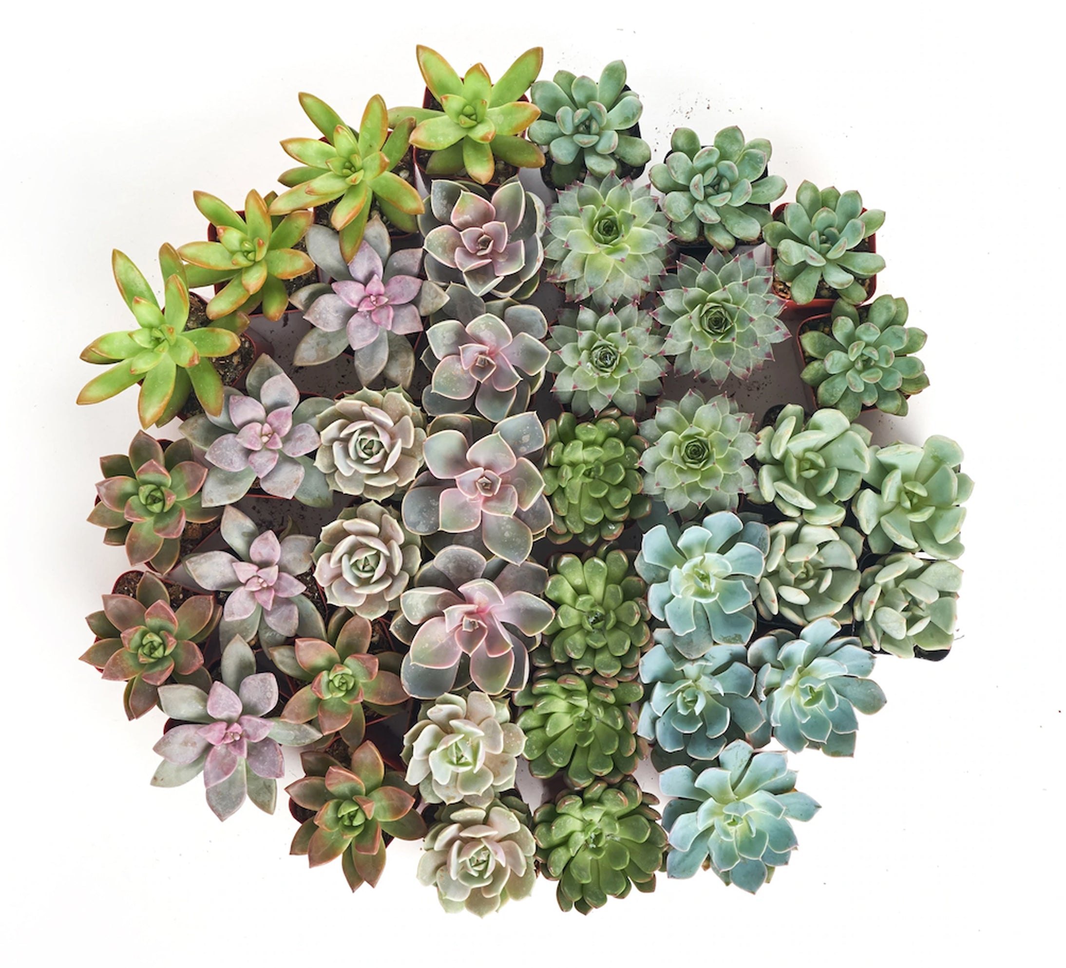 Four rosette-shaped succulents from Shop Succulents' collection, featuring vibrant green and textured leaves.