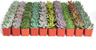 Four rosette-shaped succulents from the Shop Succulents collection, featuring vibrant green and textured leaves.