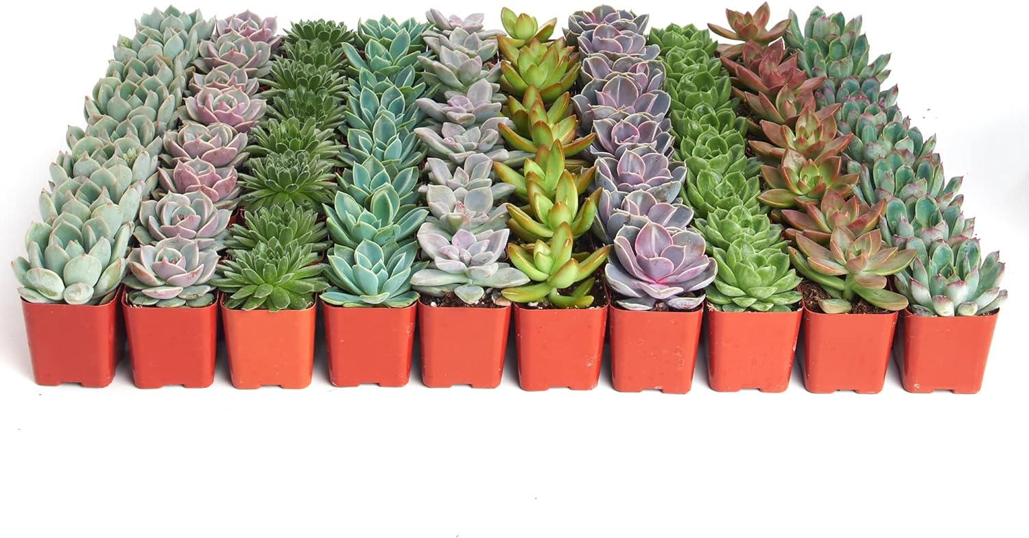 Four rosette-shaped succulents from the Shop Succulents collection, featuring vibrant green and textured leaves.