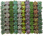 Four rosette-shaped succulents from Shop Succulents' collection in a natural arrangement, showcasing varied green tones and leaf textures.