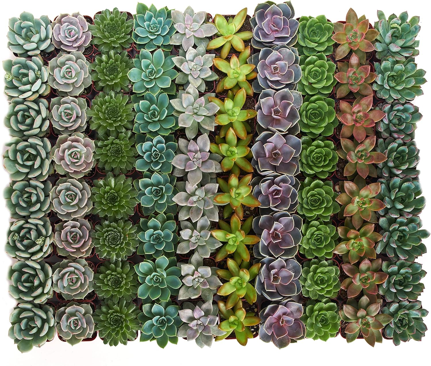 Four rosette-shaped succulents from Shop Succulents' collection in a natural arrangement, showcasing varied green tones and leaf textures.